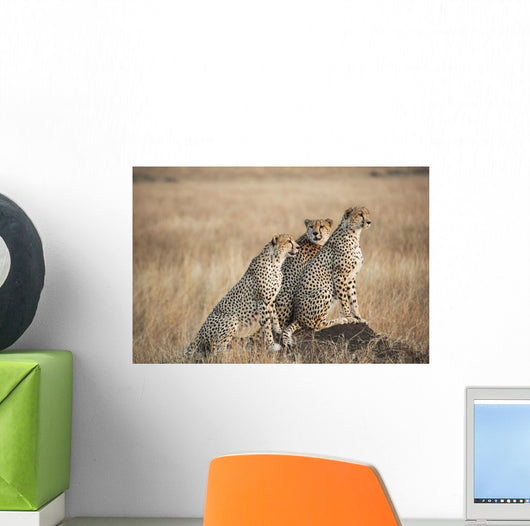 Three cheetahs standing together with a watchful eye Wall Mural