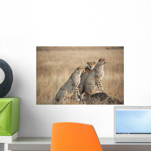 Three cheetahs standing together with a watchful eye Wall Mural