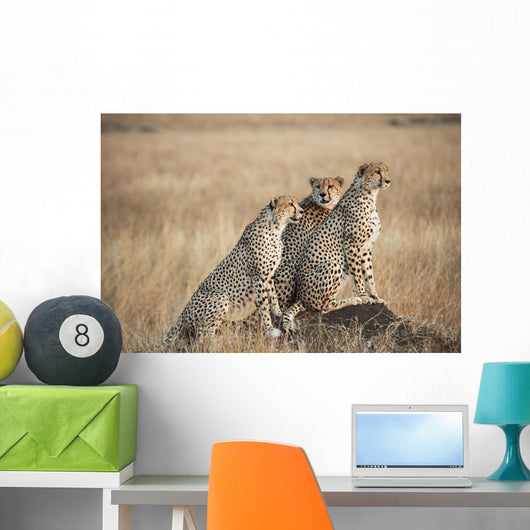 Three cheetahs standing together with a watchful eye Wall Mural