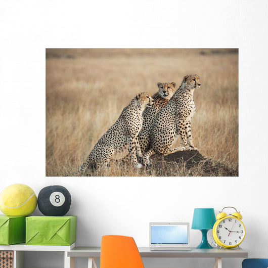 Three cheetahs standing together with a watchful eye Wall Mural