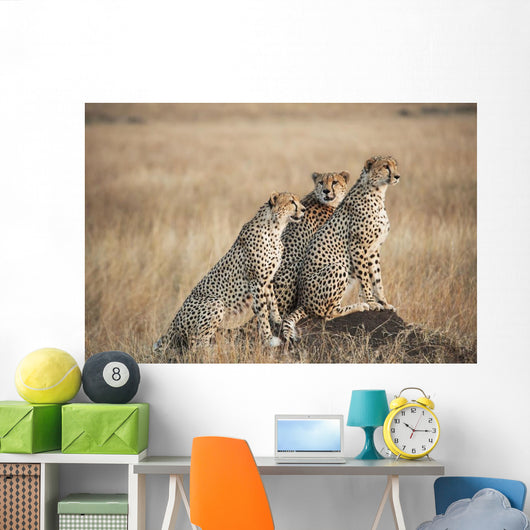 Three cheetahs standing together with a watchful eye Wall Mural