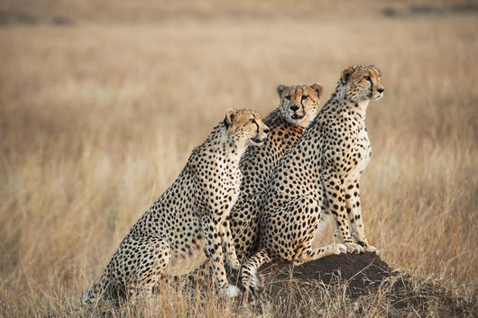 Three cheetahs standing together with a watchful eye Wall Mural