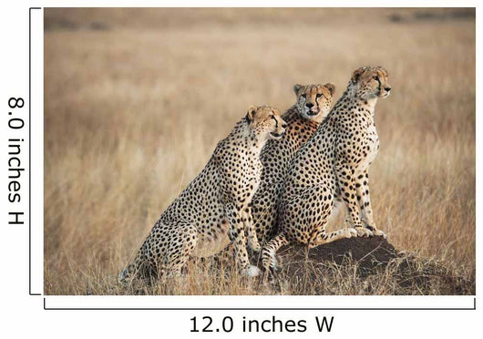 Three cheetahs standing together with a watchful eye Wall Mural
