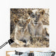 Two female lions sitting Wall Mural