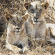 Two female lions sitting Wall Mural