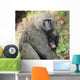 A monkey with it's baby Wall Mural