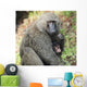 A monkey with it's baby Wall Mural