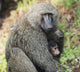 A monkey with it's baby Wall Mural