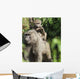 A monkey and it's baby sitting on her back Wall Mural