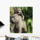 A monkey and it's baby sitting on her back Wall Mural