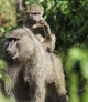 A monkey and it's baby sitting on her back Wall Mural