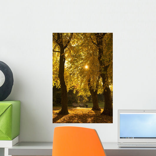 Sunlight glowing through the leaves of trees Wall Mural