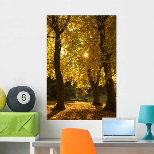 Sunlight glowing through the leaves of trees Wall Mural