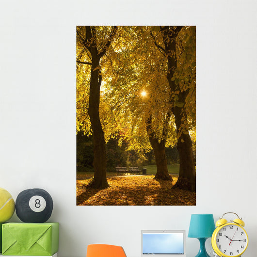 Sunlight glowing through the leaves of trees Wall Mural