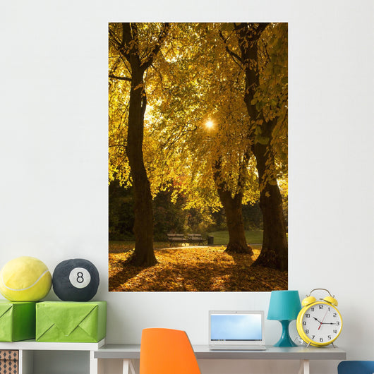 Sunlight glowing through the leaves of trees Wall Mural