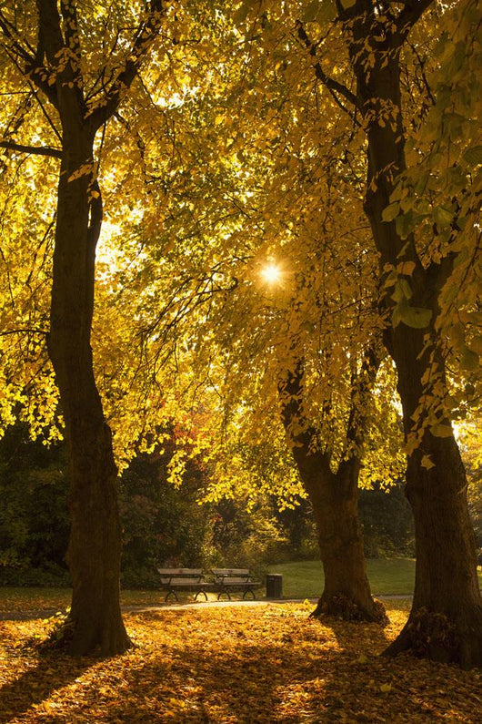 Sunlight glowing through the leaves of trees Wall Mural
