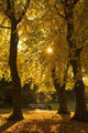 Sunlight glowing through the leaves of trees Wall Mural