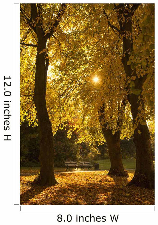 Sunlight glowing through the leaves of trees Wall Mural