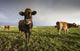 Cows Wall Mural