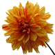 Dahlia Fond Blanc Wall Decal