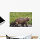 A brown bear walking with it's cub;Alaska, united states of america Wall Mural