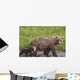 A brown bear walking with it's cub;Alaska, united states of america Wall Mural