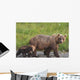 A brown bear walking with it's cub;Alaska, united states of america Wall Mural