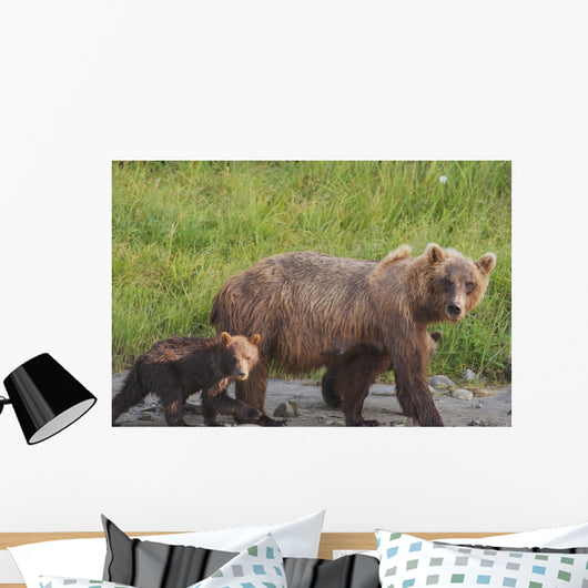 A brown bear walking with it's cub;Alaska, united states of america Wall Mural