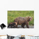 A brown bear walking with it's cub;Alaska, united states of america Wall Mural