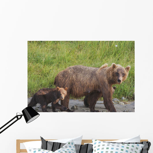 A brown bear walking with it's cub;Alaska, united states of america Wall Mural