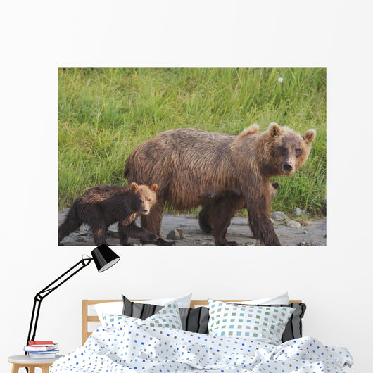 A brown bear walking with it's cub;Alaska, united states of america Wall Mural