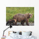 A brown bear walking with it's cub;Alaska, united states of america Wall Mural