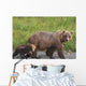 A brown bear walking with it's cub;Alaska, united states of america Wall Mural