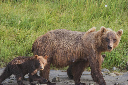 A brown bear walking with it's cub;Alaska, united states of america Wall Mural