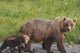 A brown bear walking with it's cub;Alaska, united states of america Wall Mural