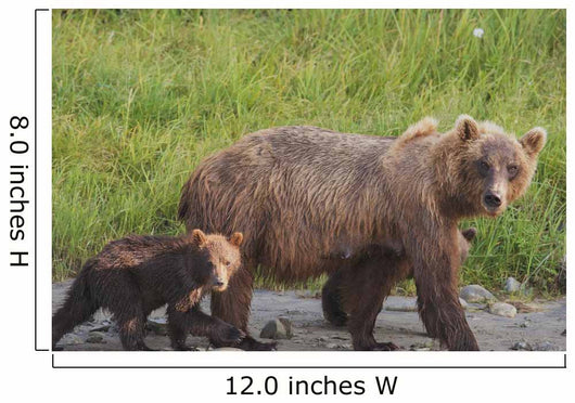 A brown bear walking with it's cub;Alaska, united states of america Wall Mural