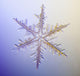 Photo-microscope Real Snowflake Wall Decal 3