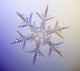 Photo-microscope Real Snowflake Wall Decal 2