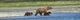 Panoramic Of Brown Bear Sow And Cubs On The Shore Of Mikfik Creek Wall Mural