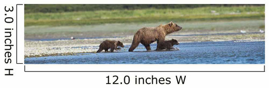 Panoramic Of Brown Bear Sow And Cubs On The Shore Of Mikfik Creek Wall Mural