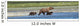 Panoramic Of Brown Bear Sow And Cubs On The Shore Of Mikfik Creek Wall Mural