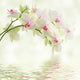 White Orchid Light