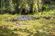 USA, Louisiana, Alligator in swamps Wall Mural