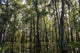 USA, Louisiana, Swamp landscape Wall Mural