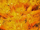 Orange Cup Corals Wall Decal