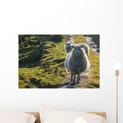 Sheep Walking Path Wall Mural shown on a wall