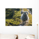 Sheep walking on path Wall Mural