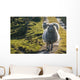 Sheep walking on path Wall Mural