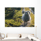 Sheep walking on path Wall Mural