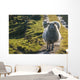 Sheep walking on path Wall Mural